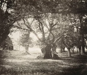 Árbol, bosque de Fontainebleau